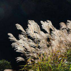 小菅トラウトガーデン 釣果