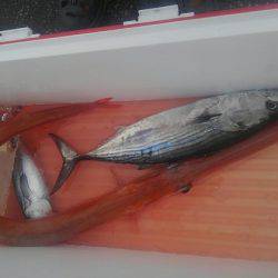 遊漁船 新鋭丸 釣果