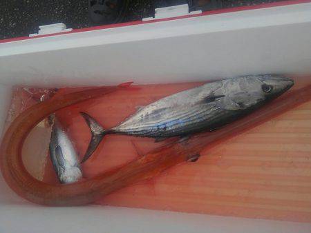 遊漁船 新鋭丸 釣果