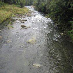狩野川(狩野川漁業協同組合) 釣果