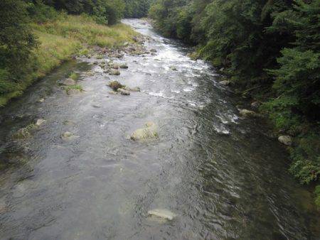狩野川(狩野川漁業協同組合) 釣果
