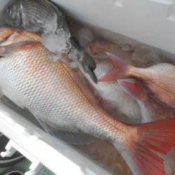 こうゆう丸 釣果