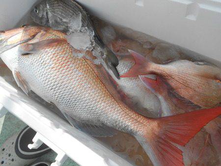 こうゆう丸 釣果