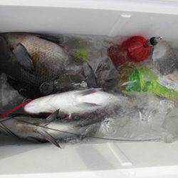 大進丸(新潟) 釣果