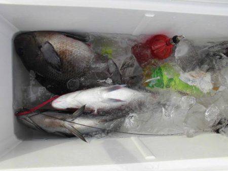 大進丸(新潟) 釣果