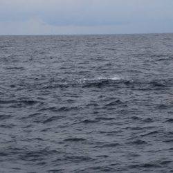 へいみつ丸 釣果