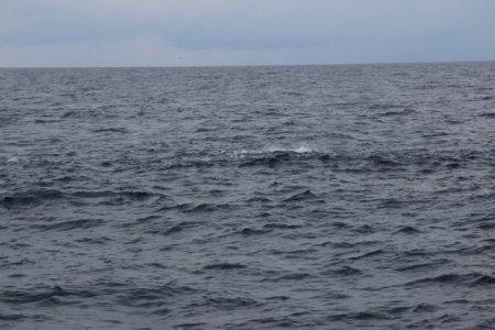 へいみつ丸 釣果