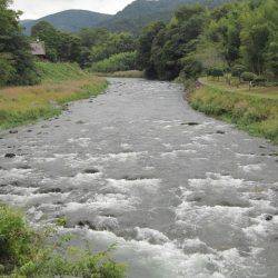 狩野川(狩野川漁業協同組合) 釣果