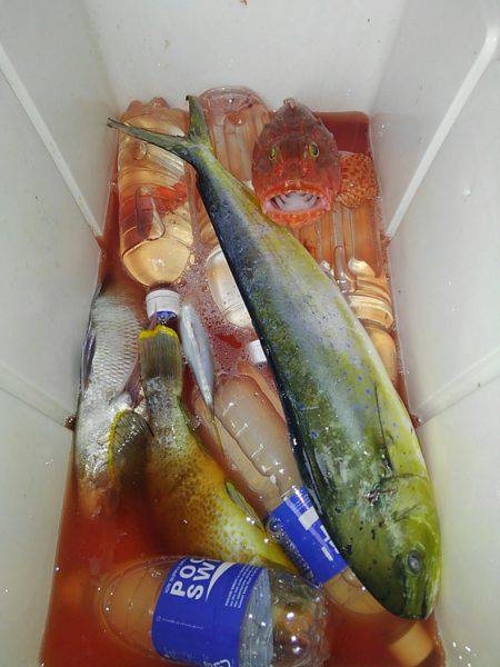 遊漁船 新鋭丸 釣果