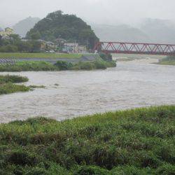 狩野川(狩野川漁業協同組合) 釣果