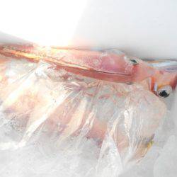 こうゆう丸 釣果