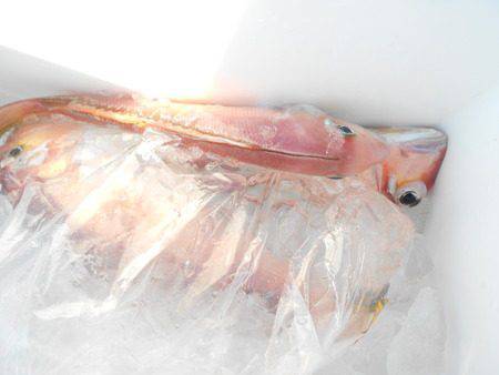 こうゆう丸 釣果