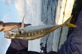 松福丸 釣果