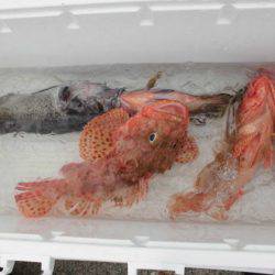 大進丸(新潟) 釣果