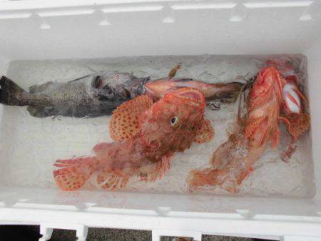 大進丸（新潟） 釣果