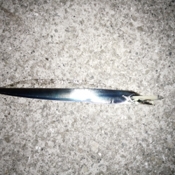 太刀魚&青物狙い