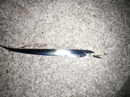 太刀魚&青物狙い