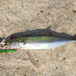 台風一過でタチウオ開幕