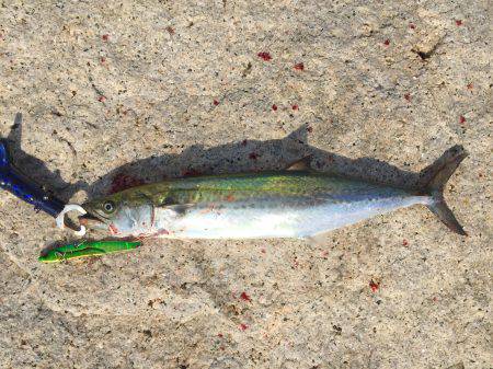 台風一過でタチウオ開幕