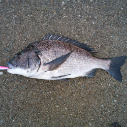 チヌのトップゲーム