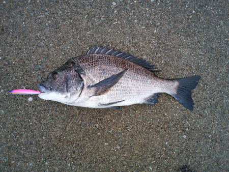 チヌのトップゲーム