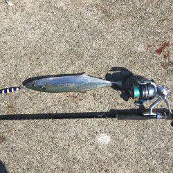 1日頑張るとめちゃ釣れた