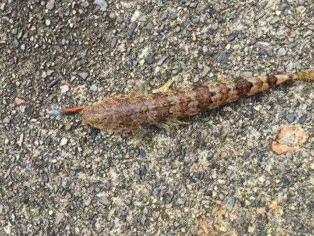 台風前ショアジギ