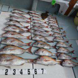 遊漁船 幸友丸 釣果