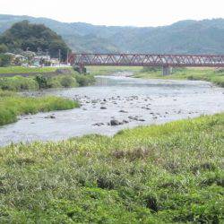 狩野川(狩野川漁業協同組合) 釣果