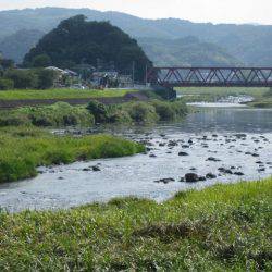 狩野川(狩野川漁業協同組合) 釣果