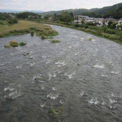 狩野川(狩野川漁業協同組合) 釣果