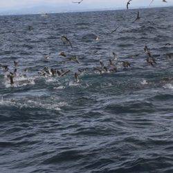 へいみつ丸 釣果