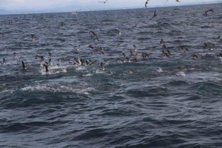 へいみつ丸 釣果
