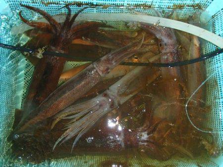 第二むつ漁丸 釣果