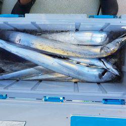 遊漁船 ニライカナイ 釣果