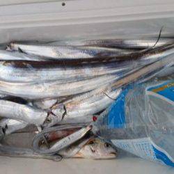 暁〜akatsuki〜 釣果