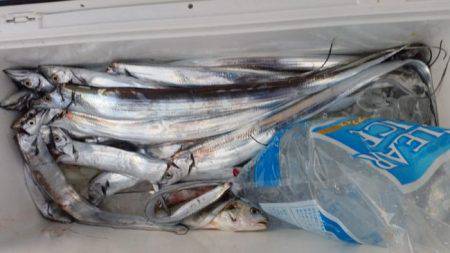 暁〜akatsuki〜 釣果