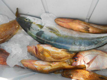 こうゆう丸 釣果