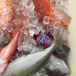 フィッシングハウス伊藤 釣果