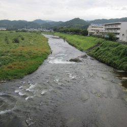 狩野川(狩野川漁業協同組合) 釣果