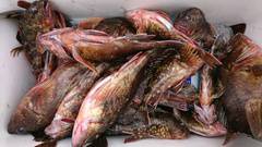 まこと渡船 釣果