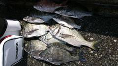 まこと渡船 釣果