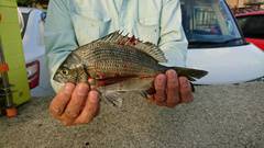 まこと渡船 釣果