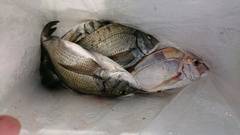 まこと渡船 釣果