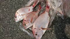 まこと渡船 釣果