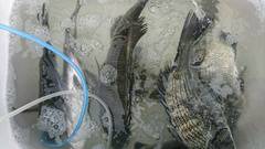 まこと渡船 釣果