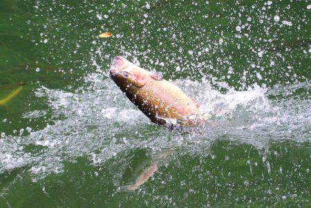 小菅トラウトガーデン 釣果