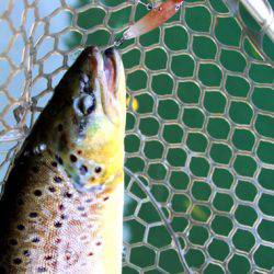 小菅トラウトガーデン 釣果