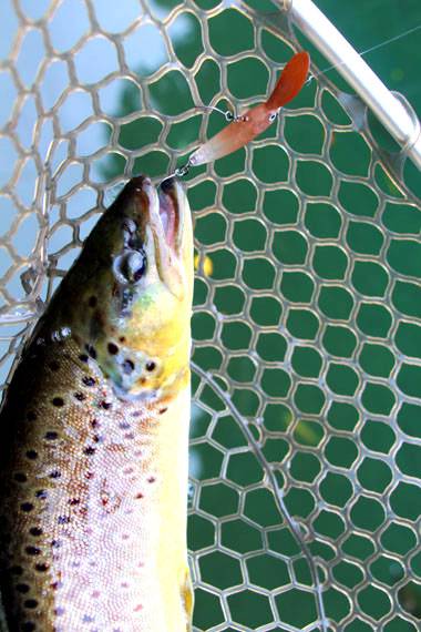 小菅トラウトガーデン 釣果