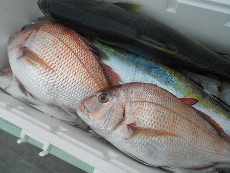 こうゆう丸 釣果